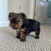 Teacup Yorkie -pits