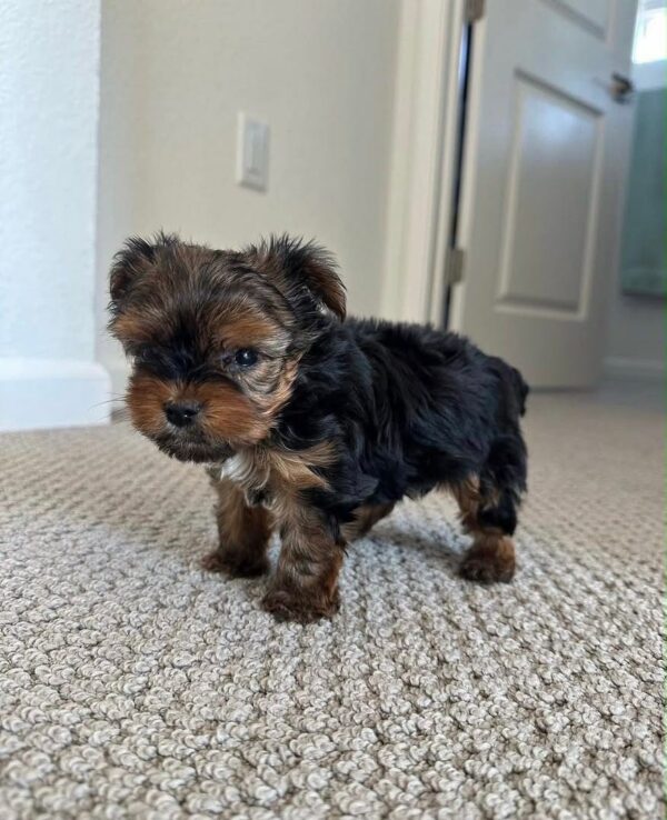 Teacup Yorkie -pits