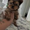 Teacup Yorkie pits