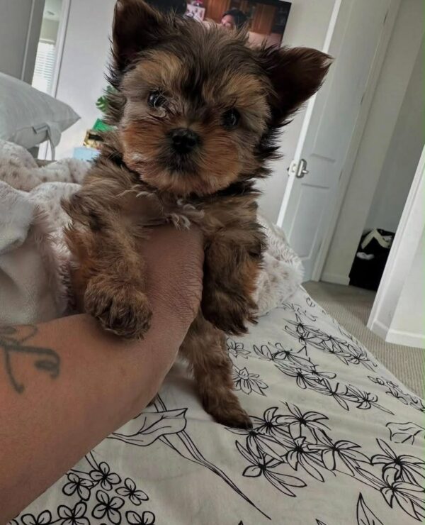Teacup Yorkie pits