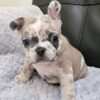 Merle Pit Bull Puppy for Sale | Healthy & Playful Merle Pit Bull Puppy for Sale | Healthy & Playful