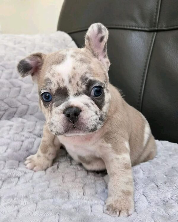 Merle Pit Bull Puppy for Sale | Healthy & Playful Merle Pit Bull Puppy for Sale | Healthy & Playful