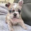 Merle Pit Bull Puppy for Sale sitting on a soft blanket with a unique coat pattern and alert expression. Merle Pit Bull Puppy for Sale sitting on a soft blanket with a unique coat pattern and alert expression.