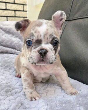 Merle Pit Bull Puppy for Sale sitting on a soft blanket with a unique coat pattern and alert expression.